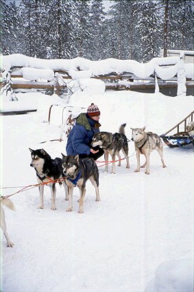 Husky
