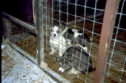 Husky