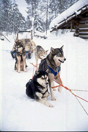 Husky