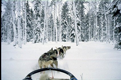 Husky