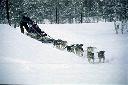 Husky