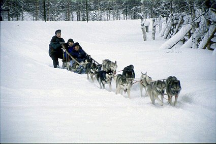 Husky