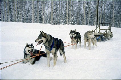 Husky