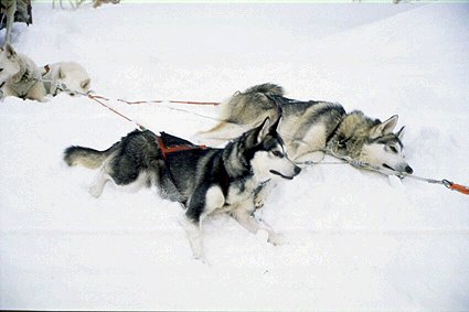 Husky